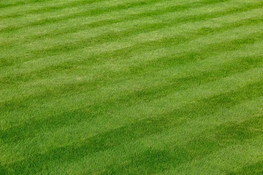 Common Lawn Diseases And How Professional Care Helps East Brunswick, NJ