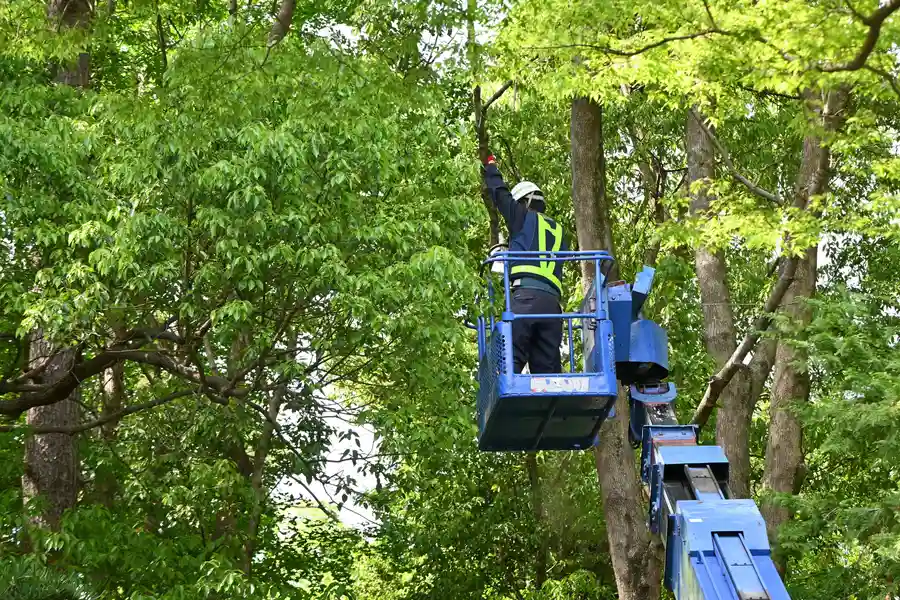 Experienced Tree Service East Brunswick, NJ Experienced Tree Service East Brunswick, NJ
