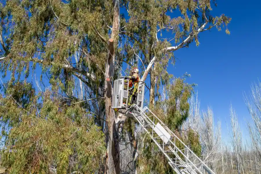 How Professional Tree Service Prevents Property Damage East Brunswick, NJ