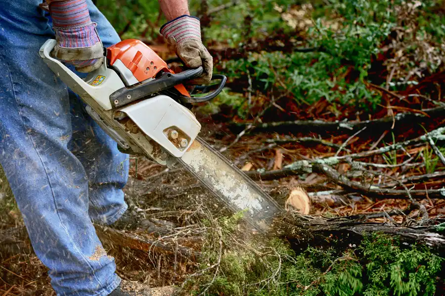 How Professional Tree Service Prevents Property Damage in East Brunswick, NJ