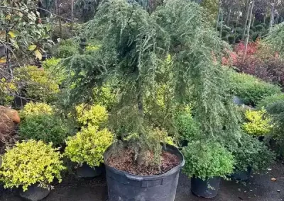 Landscape Company