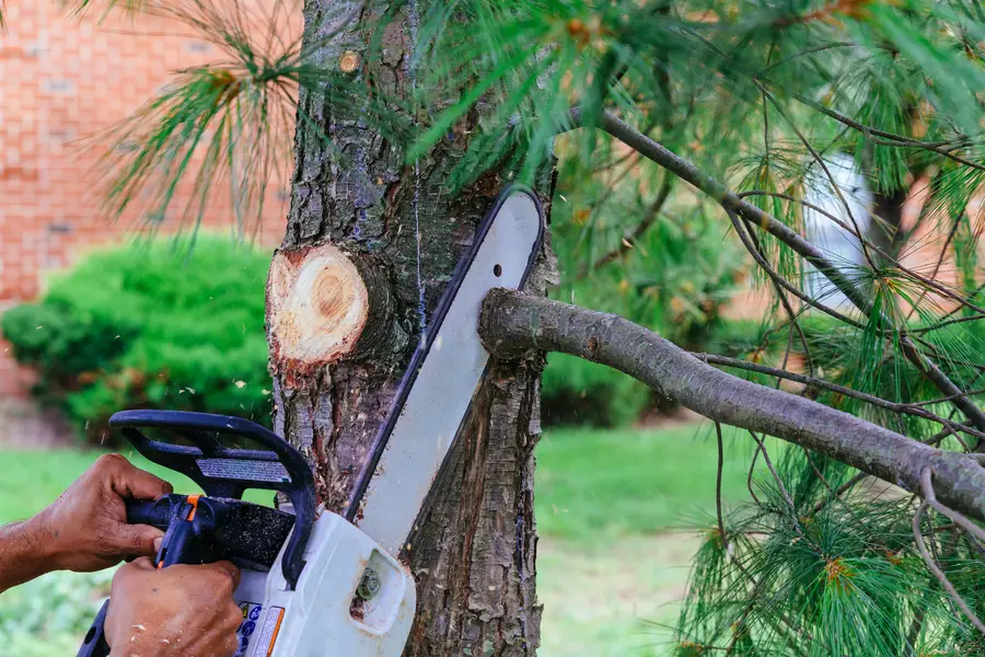The Right Time Of Year For Tree Trimming And Pruning East Brunswick, NJ