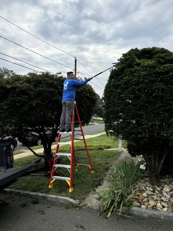 Tree Service